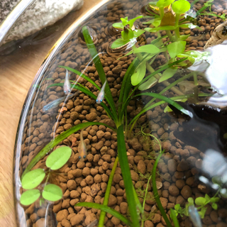 メダカMIX ５匹の画像