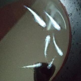 幹之(ミユキ)メダカ５匹セットの画像