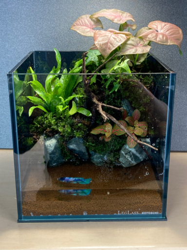 ☆杜のメダカ☆★メダカ飼育にオススメコケリウム・テラリウム完成品★20センチガラス