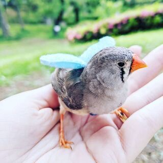 キンカチョウの女の子