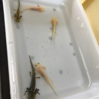 ウーパールーパー譲ります