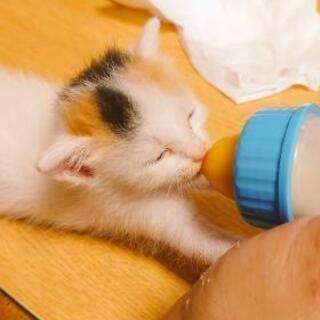 ＜募集締切＞三毛猫(子猫)4匹の里親様を募集中です。