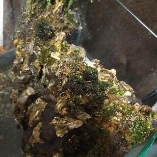 水が流れる水槽 GEXグラステリア30cm使用の画像