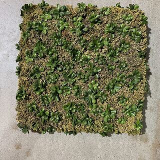 ￥300/枚（税込）　中古モスパネルｘ観葉植物ｘ1枚