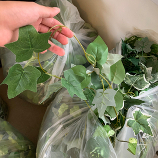 造草が大量にあります♪