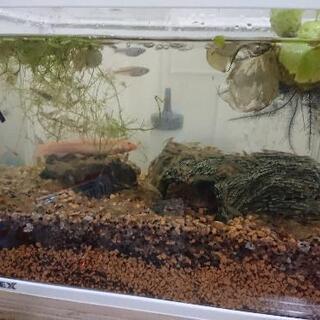 生体込み30cm水槽