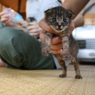 １カ月 子猫メス　キジ（黒多め）　里親募集中！