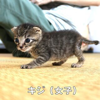 １カ月 子猫メス　キジ　里親募集中！