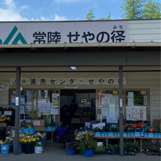 🐟メダカ飼育セット🐟15日（日）夕方まで！