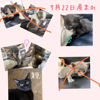 里親募集