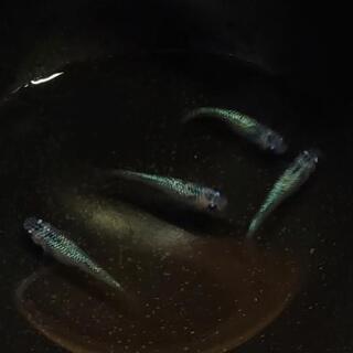 サファイア(背鰭あり)　若魚1ペア+α