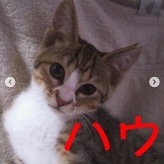 【 里親様決定 】ハウくんの募集を終了させて頂きます。沢山のお気に入り有難う御座いました！🙇‍♀️ - 立川市