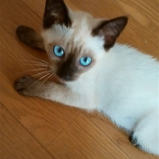 元気いっぱい4ヶ月の男の子🐱里親募集してます。