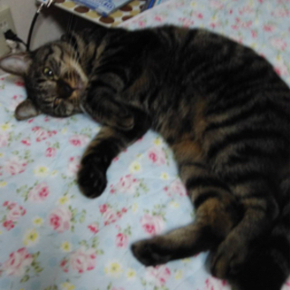 片目が見えないひかるを助けて下さい。今日からトライアルです。