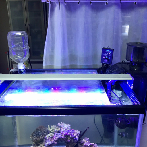 60cmワイド水槽一式　海水魚　サンゴ