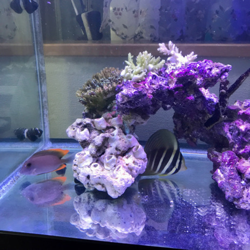 60cmワイド水槽一式　海水魚　サンゴ