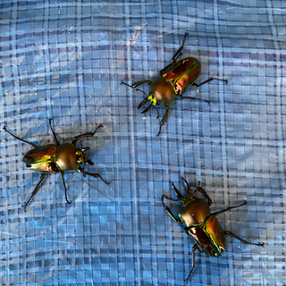 ニジイロクワガタ 