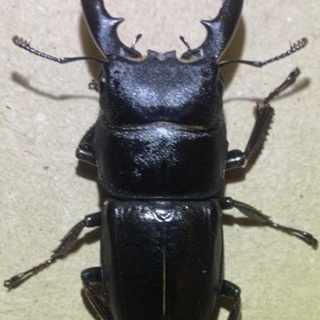 ヒラタクワガタ、コクワガタを譲ります！(受付停止中)