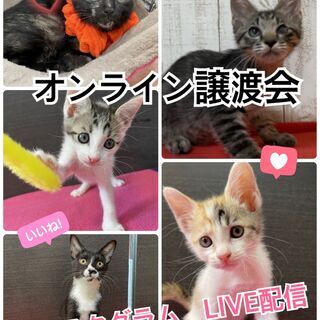 猫のオンライン譲渡会