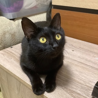 殺処分回避で保護！人懐っこくスリスリ黒猫ちゃんメス。去勢します。...