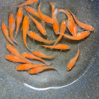 三色非透明鱗メダカ　10匹