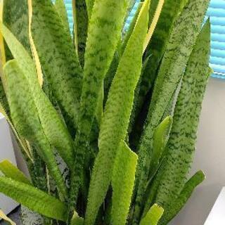 巨大サンスベリアの画像