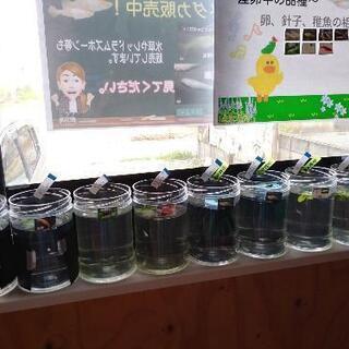 【販売終了】メダカの販売始めました。