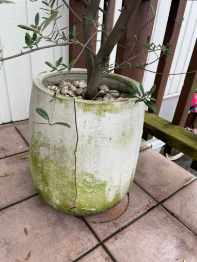 オリーブ ツリー 植木