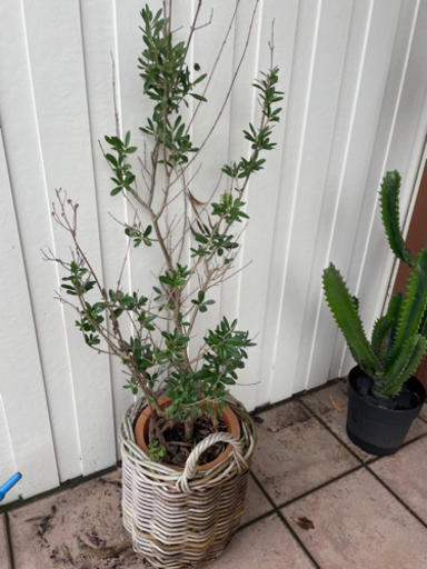 オリーブ ツリー 植木