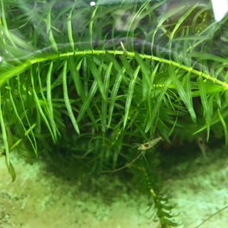 水草　アナカリス2㍍　譲ります⁉️の画像