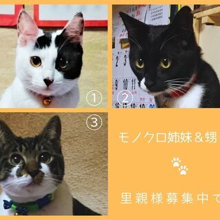 【里親決定】白黒ウシ柄♀・黒白タキシード柄♀・サバ白♂の里親様募集