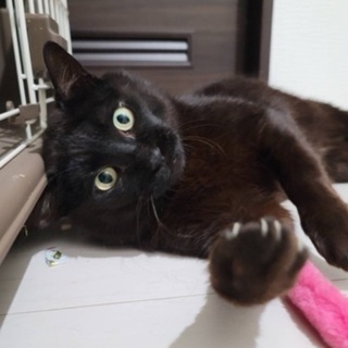 無人島に捨てられていた黒猫くん − 長崎県