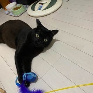 無人島に捨てられていた黒猫くん - 里親募集