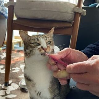 キジトラ２歳　野良です。 − 北海道