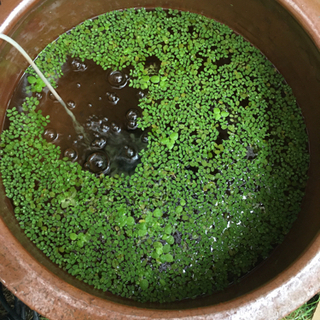 水草いりませんか？