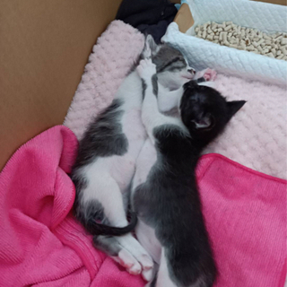 子猫ちゃん里親募集🐱