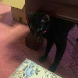 黒猫の海ちゃん