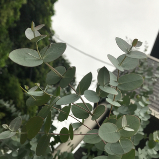 ユーカリの枝葉譲りますの画像