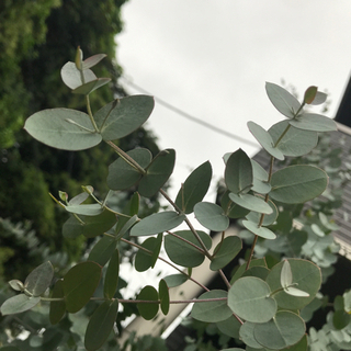 ユーカリの枝葉譲りますの画像