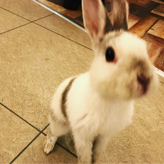ふれあい動物空間行きましょー！