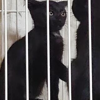 ２ヶ月のツキノワグマ柄（首元と胸とお腹のエンジェルマーク）の子猫
