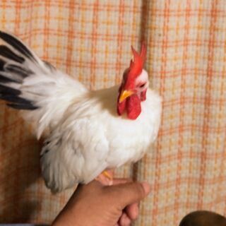 桂チャボ雄4ヵ月位