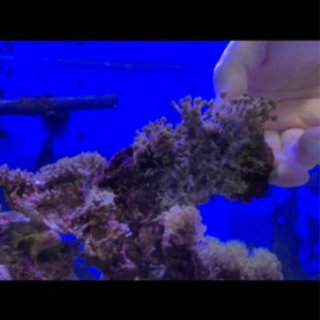 スターポリプ　ライブロック付きの画像