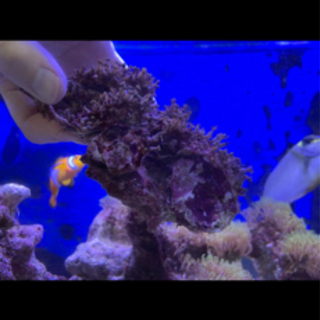 スターポリプ　ライブロック付きの画像