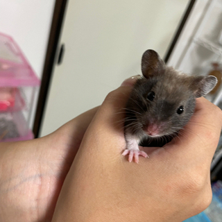 もうすぐ2ヶ月のハムちゃん③