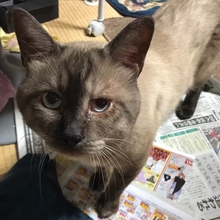 【探しています】黒グレー白のねこ