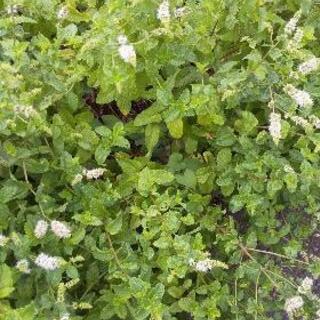 花壇のミント、差し上げます