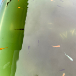 メダカ　選別漏れ