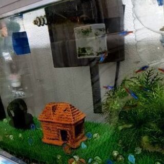 ミックスグッピーの稚魚の画像