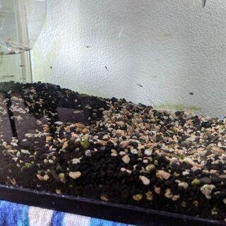 ミックスグッピーの稚魚